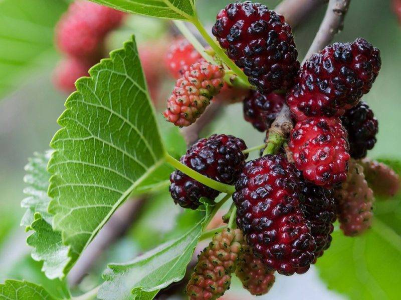 Шелковица купить саженцы из питомнике в Новочеркасске
