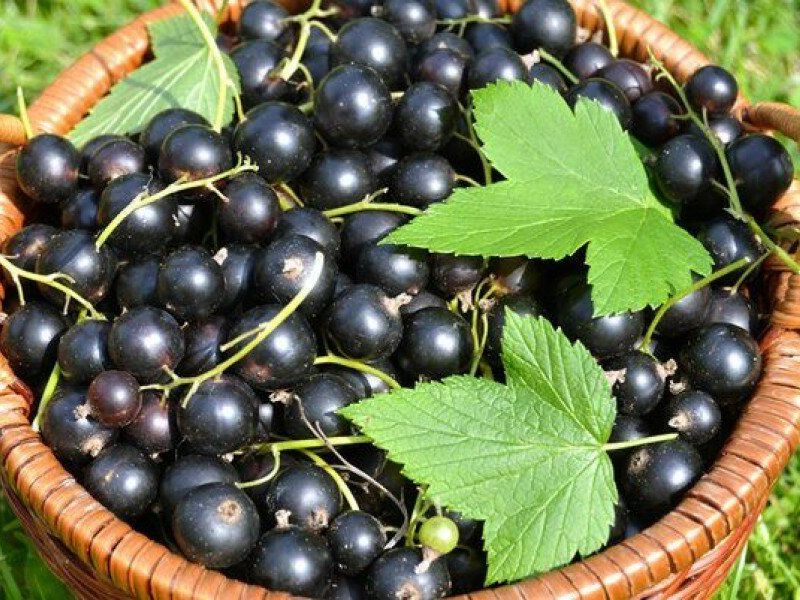 Смородина купить саженцы из питомника в Новочеркасске