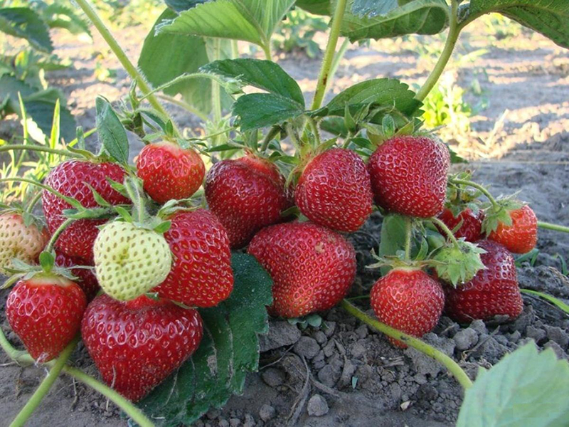 Клубника купить саженцы из питомника в Новочеркасске