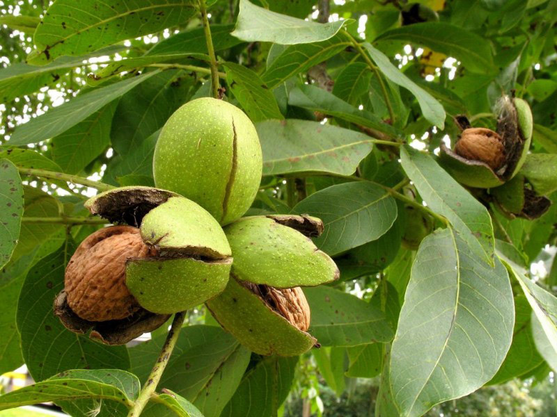 Грецкий орех купить саженцы из питомника в Новочеркасске