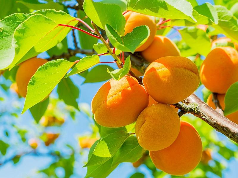 Абрикос купить саженцы из питомнике в Новочеркасске