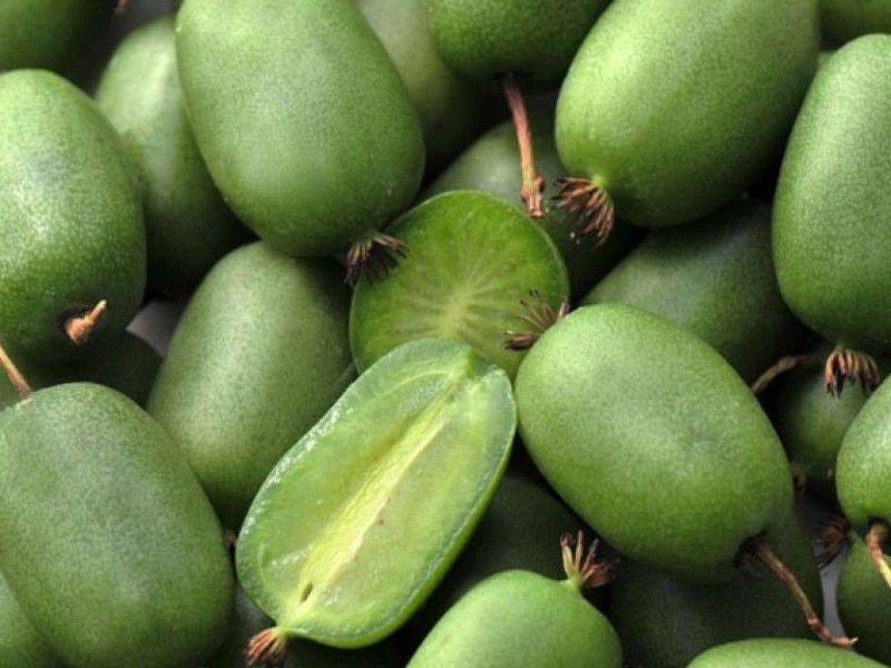 Актинидия купить саженцы из питомнике в Новочеркасске