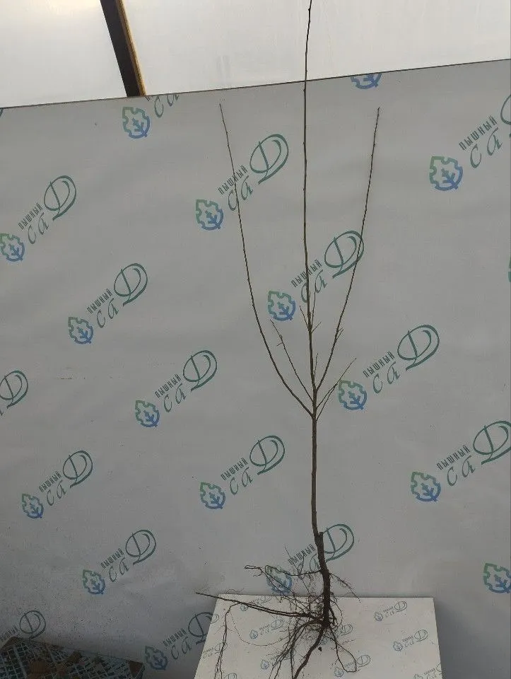Шарафуга Белла Роял
